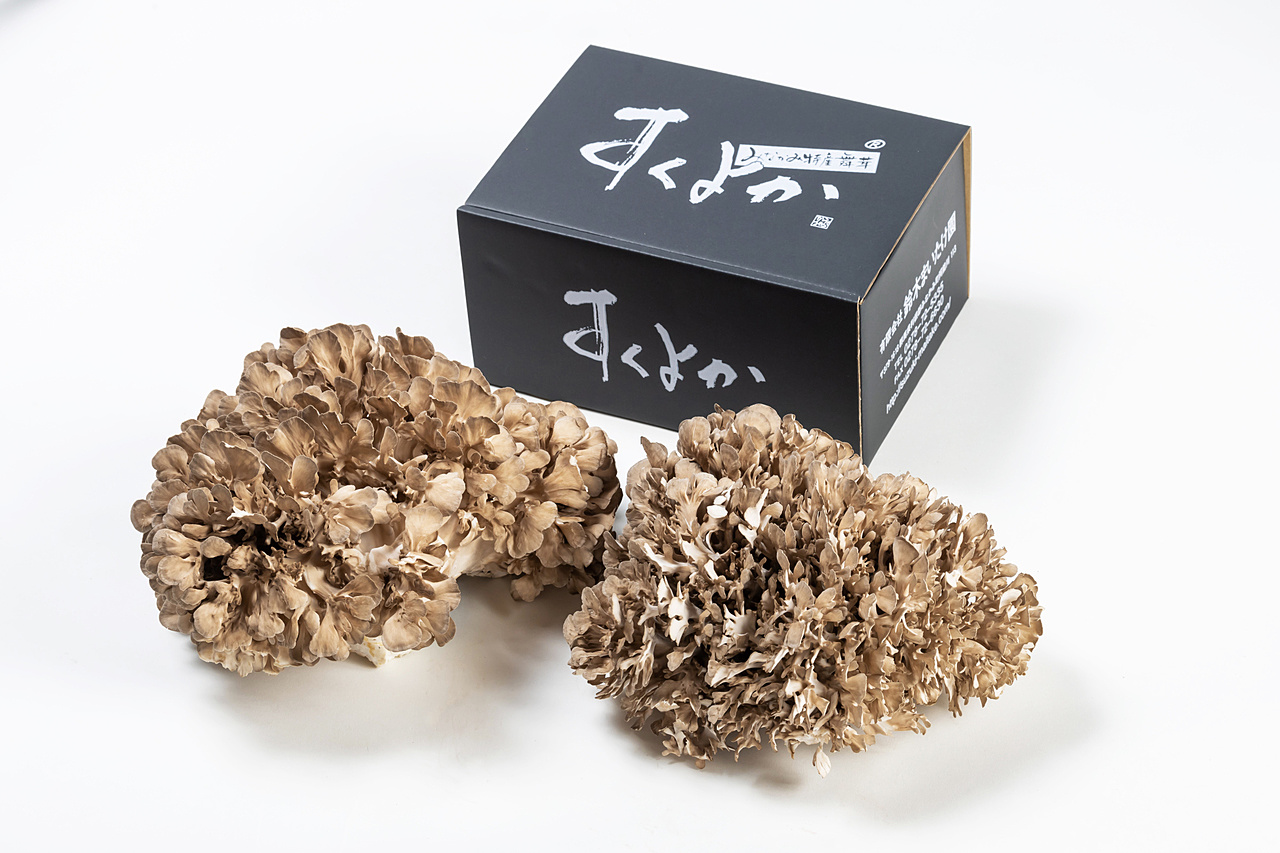商品紹介｜suzuki-maitake.com|鈴木まいたけ園 公式サイト